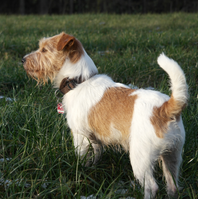 Jack Russell Terrier von der Vogtlandbande Mona01
