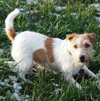 Jack Russell Terrier von der Vogtlandbande Mona02