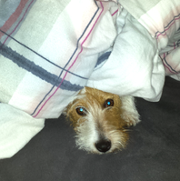 Jack Russell Terrier von der Vogtlandbande Mona06