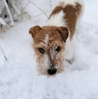 Jack Russell Terrier von der Vogtlandbande Mona07