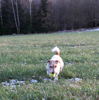 Jack Russell Terrier von der Vogtlandbande Mona08