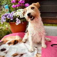 Jack Russell Terrier von der Vogtlandbande Mona01