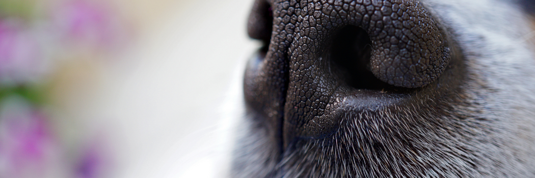 Jack Russell Terrier von der Vogtlandbande Header04