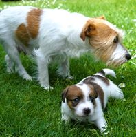 Jack Russell Terrier von der Vogtlandbande Mona 20