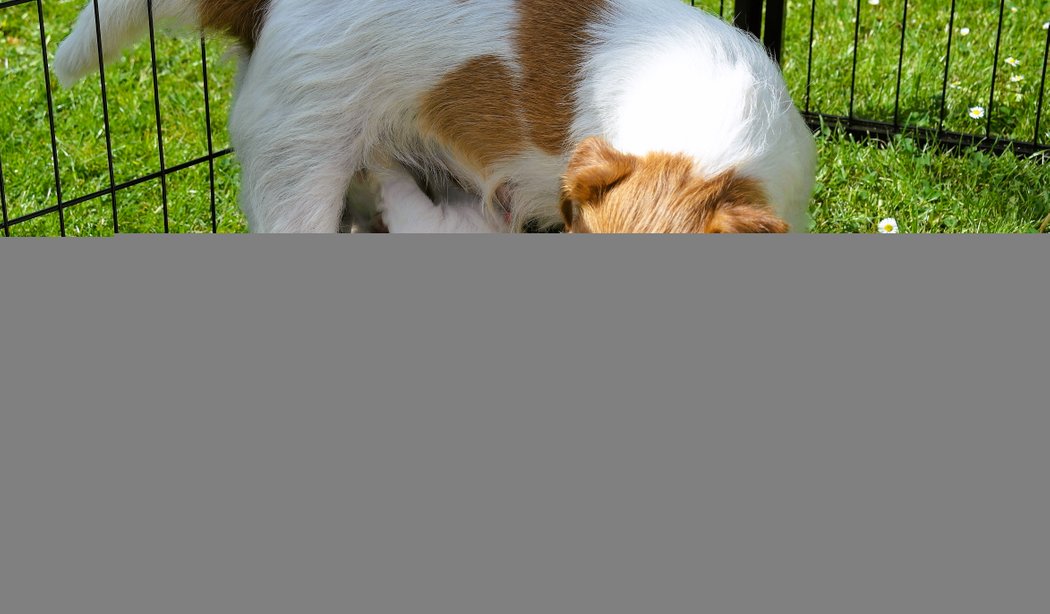 Jack Russell Terrier von der Vogtlandbande Header07